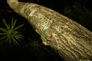 Gecko Prints: RF - Mossy leaf-tailed gecko (Uroplatus sikorae) sleeping on tree trunk