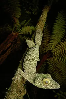 Gecko Prints: RF - Mossy leaf-tailed gecko (Uroplatus sikorae) walking along branch at night