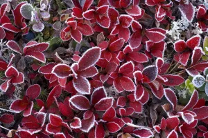 Rf17q1 Prints: RF- Mountain bearberry (Arctous alpinus) covered in frost, Sarek National Park, Laponia