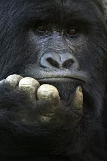 2018 September Highlights Collection: RF - Mountain gorilla (Gorilla beringei beringei) silverback male, portrait, member