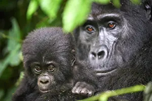 Uganda Prints: RF - Mountain gorilla (Gorilla beringei beringei) female