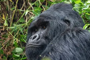 RF - Mountain gorilla (Gorilla beringei beringei) silverback aged 42 years, head portrait, Mgahinga Gorilla National Park, Uganda. Endangered