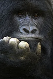 RF - Mountain gorilla (Gorilla beringei beringei) silverback male, portrait, member