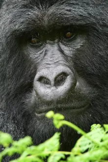 Gorilla Gorilla Beringei Prints: RF - Mountain gorilla (Gorilla beringei beringei) silverback male