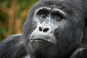 Uganda Prints: RF - Mountain gorilla (Gorilla beringei beringei) silverback male