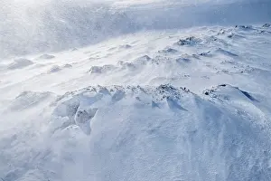 Severe Weather Prints: RF - Mountain hare (Lepus timidus) sheltering in snow hole as ferocious winds whip up spindrift high in the mountains