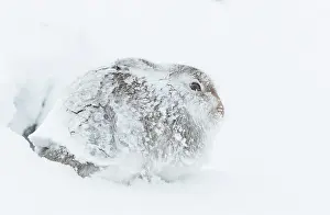 Severe Weather Prints: RF - Mountain hare (Lepus timidus) completed encrusted in snow and ice resting during a ferocious storm