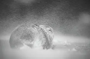 Sheltering Prints: RF - Mountain hare (Lepus timidus) resting during a ferocious blizzard high on an exposed plateau