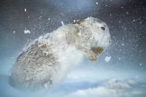 Severe Weather Prints: RF - Mountain hare (Lepus timidus) shaking snow off its fur during a ferocious snowstorm