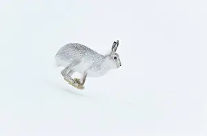 Speed Prints: RF - Mountain hare (Lepus timidus) in winter coat