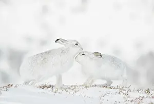 Bonding Prints: RF - Mountain hares (Lepus timidus) pair in winter coat