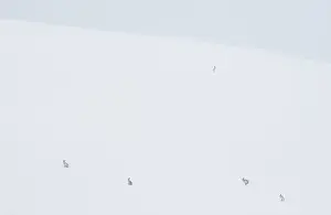 Five Animals Prints: RF - Five Mountain hares (Lepus timidus) on a snow slope high in the mountains