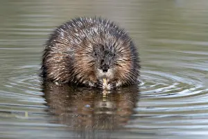 Cricetidae Prints: RF - Muskrat (Ondatra zibethicus) feeding in beaver pond