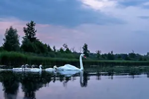 Reflection Prints: RF - Mute swan (Cygnus olor) and cygnets on water at dawn
