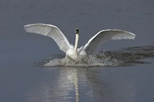 Norfolk Prints: RF - Mute swan (Cygnus olor) landing on water