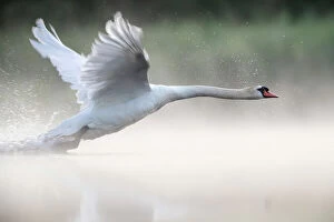 RF - Mute swan (Cygnus olor) taking off from a pond Valkenhorst Nature Reserve, Valkenswaard
