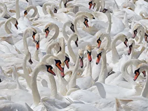 RF - Mute swans (Cygnus olor) flock of non breeding adults, Fleet lagoon Dorset, England, UK, June