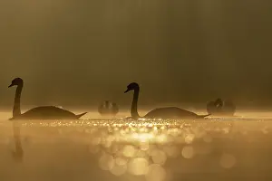Natural Light Prints: RF - Mute swans (Cygnus olor) pair approaching two other swans in foreground in a territorial dispute