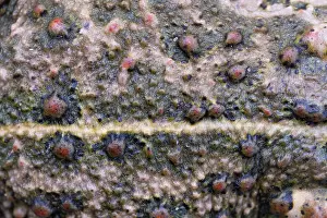 Amphibia Prints: RF - Natterjack toad (Epidalea calamita) close up of skin showing poison glands and vertebral stripe