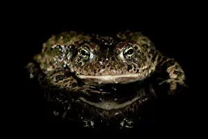 Anura Prints: RF - Natterjack toad (Epidalea calamita) at night
