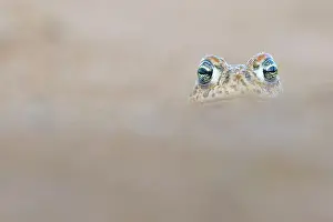 Anura Prints: RF - Natterjack toad (Epidalea calamita) portrait