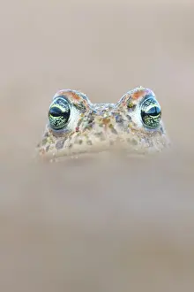 Anura Prints: RF - Natterjack toad (Epidalea calamita) portrait