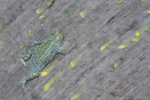 Amphibia Prints: RF - Natterjack toad (Epidalea calamita) portrait