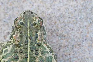 Amphibia Prints: RF - Natterjack toad (Epidalea calamita) portrait