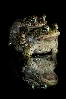 Anura Prints: RF - Natterjack toads (Epidalea calamita) pair in amplexus at night