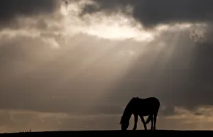 Rf16q4 Prints: RF- New Forest pony near Bratley View, New Forest, Hampshire, UK. November
