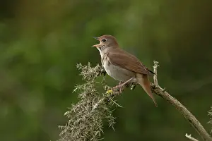 Spring Prints: RF - Nightingale (Luscinia megarhynchos) perched on branch