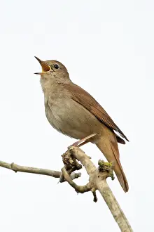 Luscinia Prints: RF - Nightingale (Luscinia megarhynchos) perched on branch singing