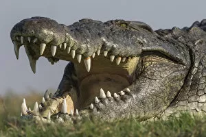 Southern Africa Gallery: RF - Nile crocodile (Crocodylus niloticus head close up with jaws open, Chobe river, Botswana)