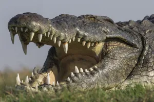 RF - Nile crocodile (Crocodylus niloticus head close up with jaws open, Chobe river, Botswana