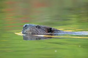 Eastern Usa Prints: RF - North American beaver (Castor canadensis) swimming at sunrise