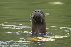 Eastern Usa Prints: RF - North American river otter (Lontra canadensis) in water