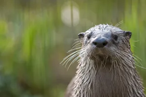 Rf16q4 Prints: RF- North American river otter (Lutra canadensis) captive, occurs in North America
