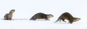 Three Prints: RF - North American river otters (Lontra canadensis) (probably female with two juveniles