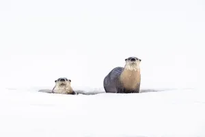 2020 April Highlights Prints: RF - North American river otters (Lutra canadiensis) on the frozen river edge
