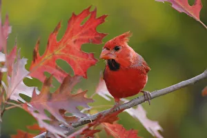 Images Dated 22nd July 2010: RF- Northern Cardinal (Cardinalis cardinalis) immature male perched on Texas Red Oak