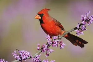 Images Dated 22nd July 2010: RF- Northern Cardinal (Cardinalis cardinalis) male perched on branch of flowering Eastern