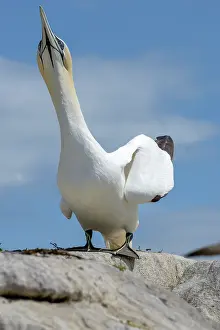 Courtship Prints: RF - Northern gannet (Morus bassanus) in courtship display