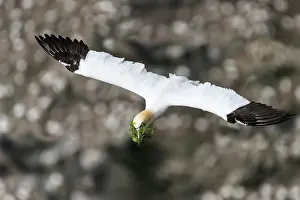 Elevated View Prints: RF - Northern gannet (Morus bassanus) in flight carrying nesting material in beak