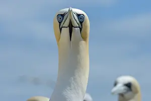 Low Angle View Prints: RF - Northern gannet (Morus bassanus) head portrait