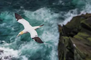 Elevated View Prints: RF - Northern gannet (Morus bassanus) juvenile with 3rd year plumage