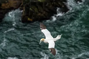 Elevated View Prints: RF - Northern gannet (Morus bassanus) juvenile early 4th year
