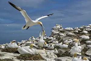 Landing Prints: RF - Northern gannet (Morus bassanus) landing among the colony