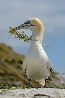 County Wexford Prints: RF - Northern gannet (Morus bassanus) with nesting material in beak