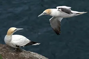 Cliff Prints: RF - Northern gannet (Morus bassanus) perched on cliff top and another in flight