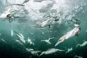 Speed Prints: RF - Northern gannets (Morus bassanus) diving underwater to feed on discarded fish